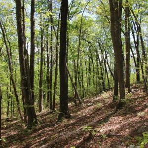 Photo #8 of N EGYPT BEND RD, LURAY, VA 40.4 acres