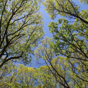 Photo #9 of N EGYPT BEND RD, LURAY, VA 40.4 acres