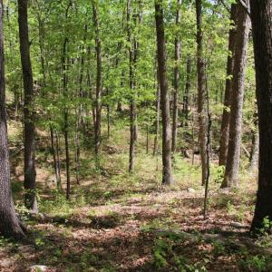 Photo #10 of N EGYPT BEND RD, LURAY, VA 40.4 acres