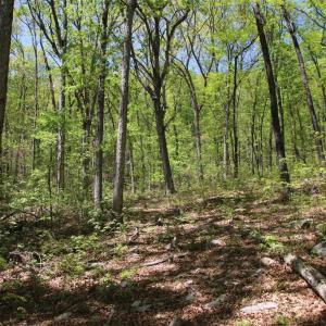 Photo #11 of N EGYPT BEND RD, LURAY, VA 40.4 acres
