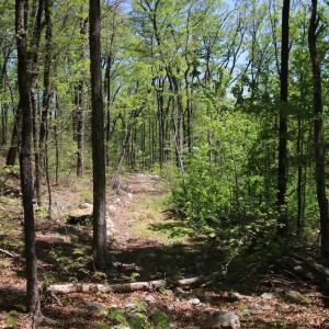 Photo #13 of N EGYPT BEND RD, LURAY, VA 40.4 acres