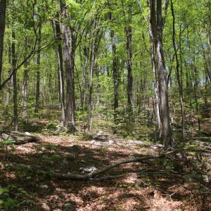 Photo #14 of N EGYPT BEND RD, LURAY, VA 40.4 acres