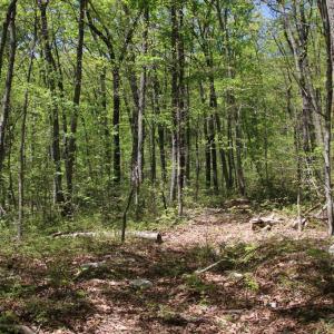 Photo #16 of N EGYPT BEND RD, LURAY, VA 40.4 acres