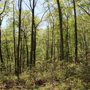 Photo #17 of N EGYPT BEND RD, LURAY, VA 40.4 acres