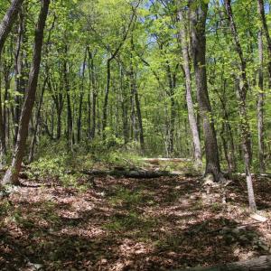 Photo #18 of N EGYPT BEND RD, LURAY, VA 40.4 acres