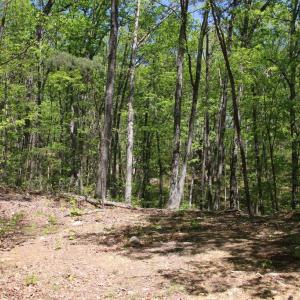 Photo #20 of N EGYPT BEND RD, LURAY, VA 40.4 acres