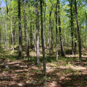 Photo #21 of N EGYPT BEND RD, LURAY, VA 40.4 acres