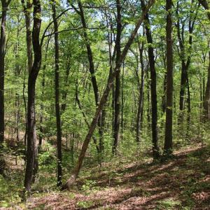 Photo #22 of N EGYPT BEND RD, LURAY, VA 40.4 acres