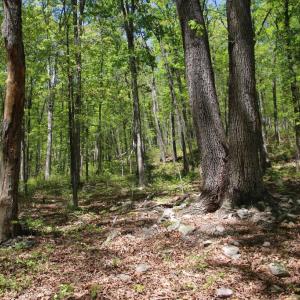 Photo #25 of N EGYPT BEND RD, LURAY, VA 40.4 acres