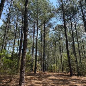 Photo #4 of  30.0 acres