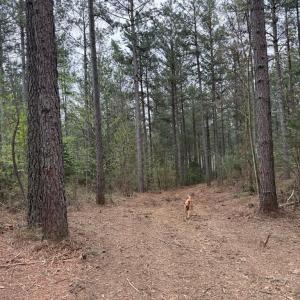 Photo #14 of  30.0 acres