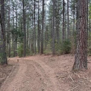 Photo #16 of  30.0 acres