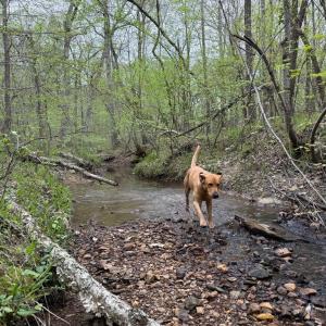 Photo #24 of  30.0 acres