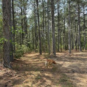 Photo #35 of  30.0 acres