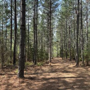 Photo #37 of  30.0 acres