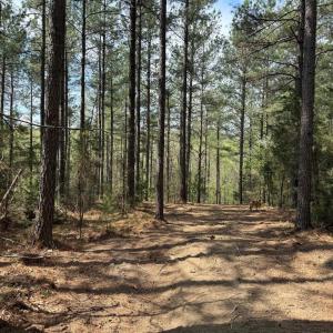 Photo #38 of  30.0 acres