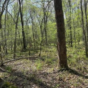 Photo #40 of  30.0 acres