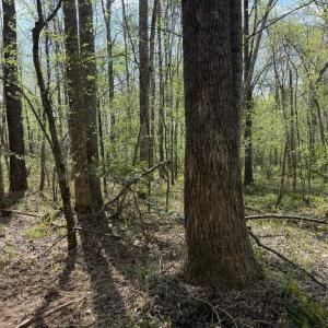 Photo #41 of  30.0 acres
