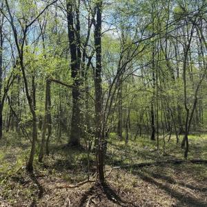 Photo #42 of  30.0 acres