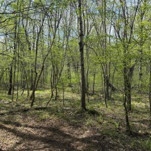 Photo #43 of  30.0 acres