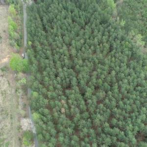 Photo #6 of  36.2 acres