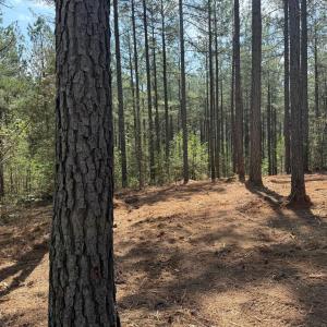 Photo #11 of  36.2 acres