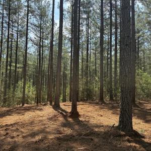 Photo #12 of  36.2 acres