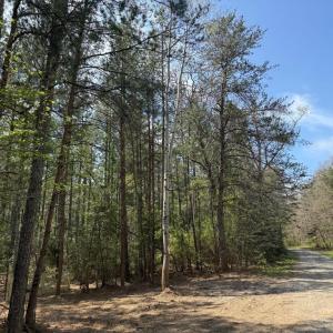 Photo #13 of  36.2 acres