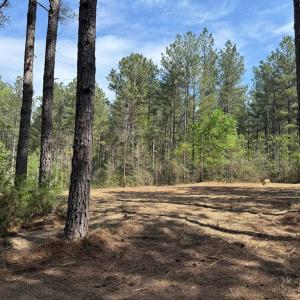 Photo #14 of  36.2 acres