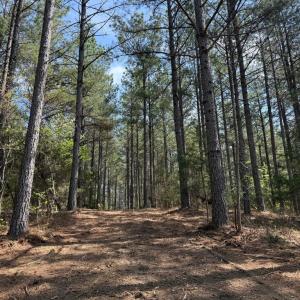 Photo #15 of  36.2 acres