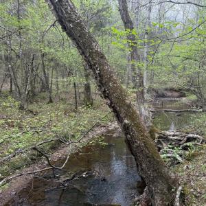 Photo #24 of  36.2 acres