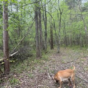 Photo #27 of  36.2 acres