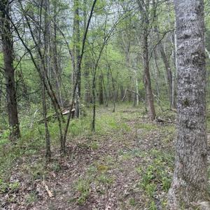 Photo #28 of  36.2 acres