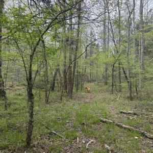 Photo #29 of  36.2 acres