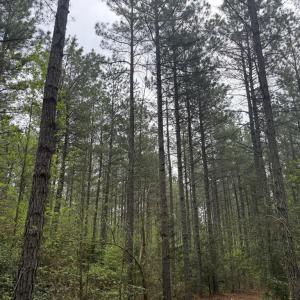 Photo #36 of  36.2 acres