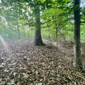 Photo #10 of DEER MOUNTAIN RD, FREDERICKSBURG, VA 5.3 acres