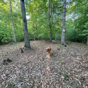 Photo #14 of DEER MOUNTAIN RD, FREDERICKSBURG, VA 5.3 acres