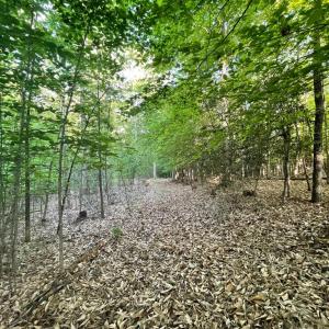 Photo #5 of DEER MOUNTAIN RD, FREDERICKSBURG, VA 5.3 acres