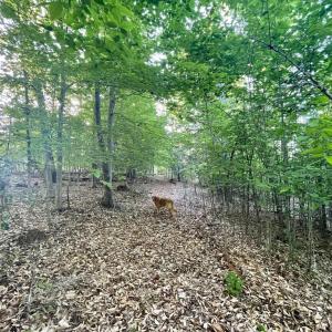 Photo #12 of DEER MOUNTAIN RD, FREDERICKSBURG, VA 5.3 acres