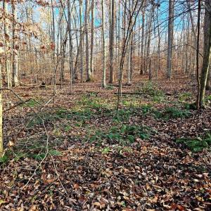 Photo #5 of WAUGH RD, UNIONVILLE, VA 30.8 acres