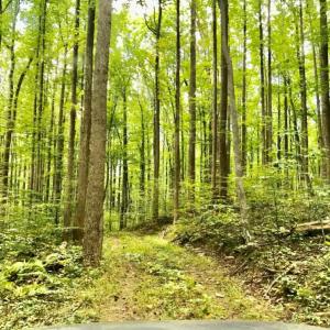 Photo #3 of STONY POINT PASS, KESWICK, VA 123.8 acres