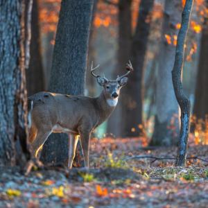 Photo #4 of STONY POINT PASS, KESWICK, VA 123.8 acres