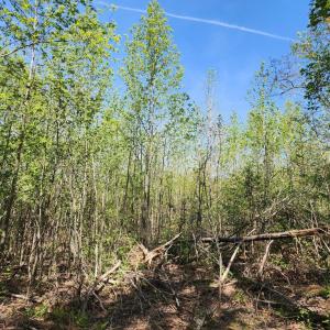 Photo #4 of MASSEY RD, SPOTSYLVANIA, VA 16.5 acres