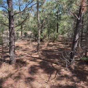 Photo #7 of  76.6 acres