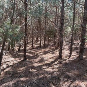 Photo #8 of  76.6 acres