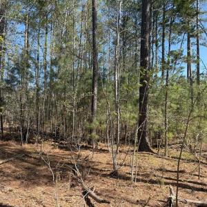 Photo #9 of  76.6 acres