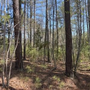 Photo #10 of  76.6 acres