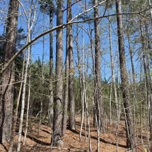 Photo #12 of  76.6 acres