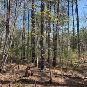 Photo #15 of  76.6 acres