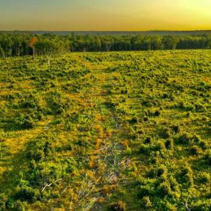 Photo #12 of OLD MILL RD, MIDLAND, VA 112.0 acres